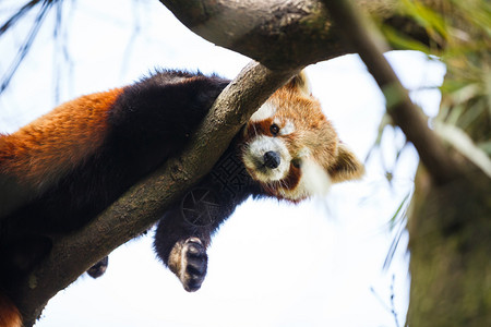 红熊猫Ailurusfulgens图片