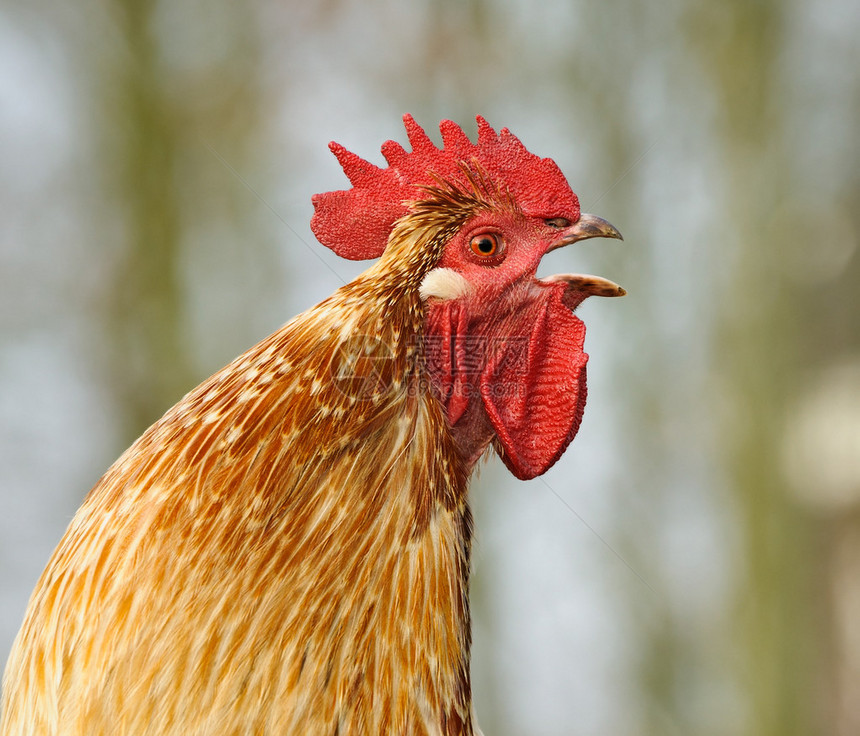 一只打鸣的公鸡荷兰的肖像图片