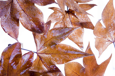 秋季树叶的介绍及背景图片