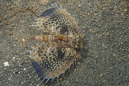 黑蓝贝沙背景上的Dactylopterusvolitans飞鱼图片