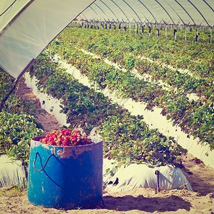 葡萄牙温室中的草莓床回溯效应Retr图片