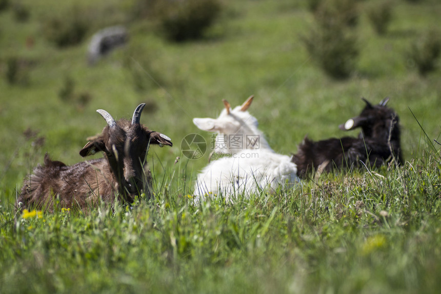 山羊在绿草丛生的田野里吃草图片