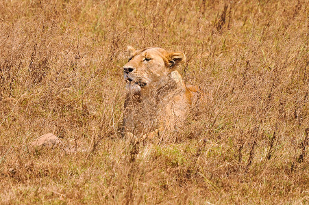 躺在非洲大草原上的母狮图片