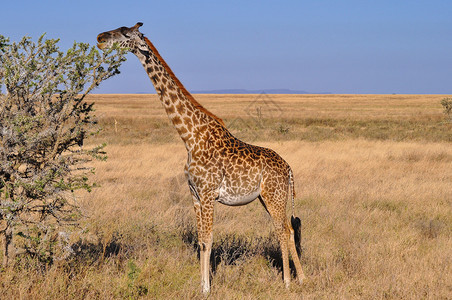 Giraffe以非洲c图片