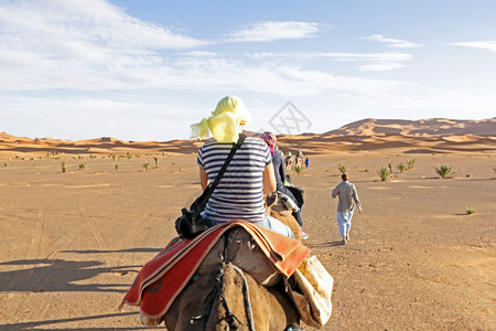 穿越摩洛哥撒哈拉沙漠丘的骆驼大篷背景图片