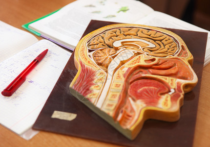 生物学教室桌上书本书本和笔贴近人类头部解剖模型的人图片