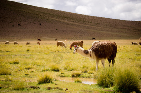 阿尔提普拉诺的阿尔帕亚斯玻利维亚图片