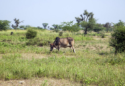 印度牛在草地上吃草图片