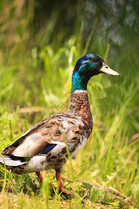 湖边绿色春天自然中的野鸭图片