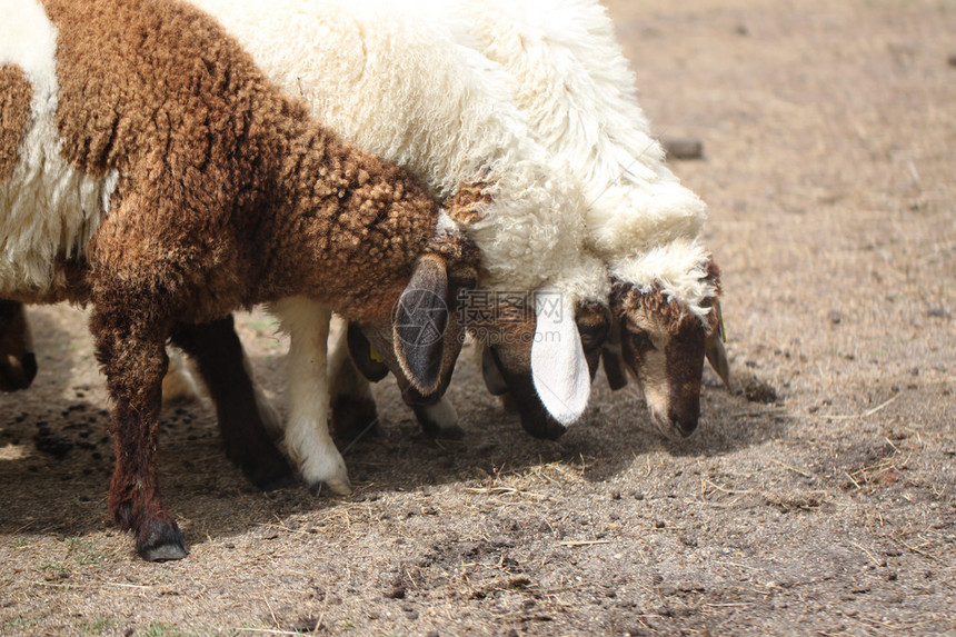 在农场吃动物饲料的白羊和棕羊图片