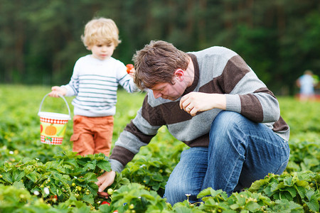 年幼的父亲和小儿子在夏季有机草莓农场采摘浆果图片