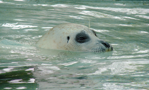 白海豹在水下游泳图片