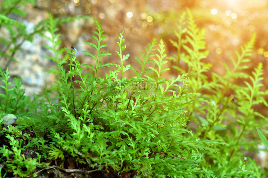 生长在森林里的绿色蕨类植物图片