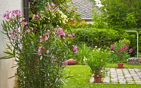 花园里的漂亮夹竹桃图片