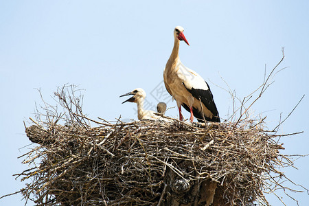 白鹳和她的孩子在她的巢里图片