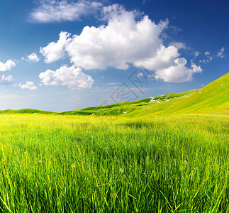 山谷中的绿色田野美丽的夏日风景图片
