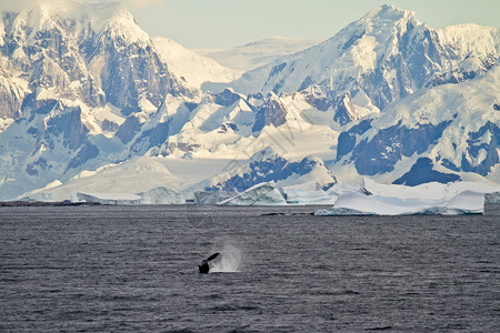 南极洲南极洲海岸线与冰层高清图片
