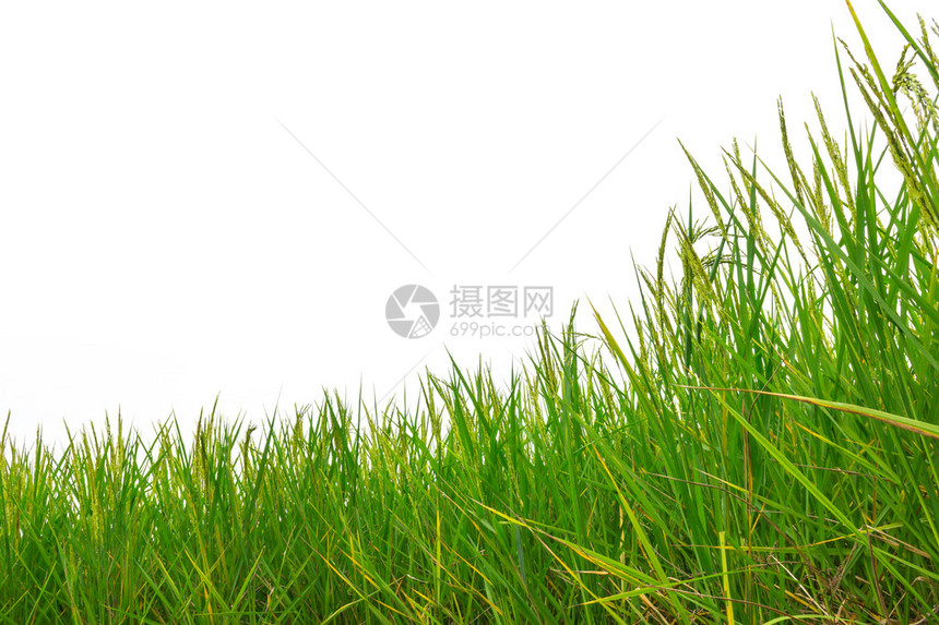 白色背景中的绿色稻田图片