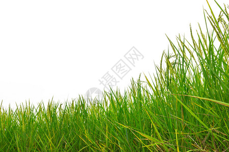 白色背景中的绿色稻田图片