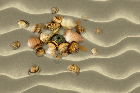 沙滩上的各种贝壳图片