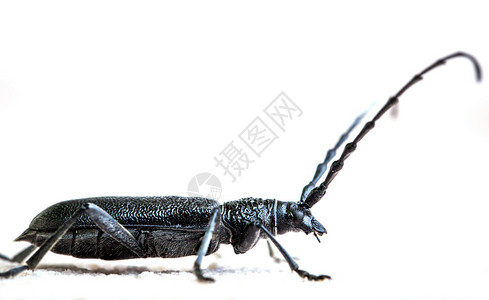 白色背景上的黑色甲虫图片