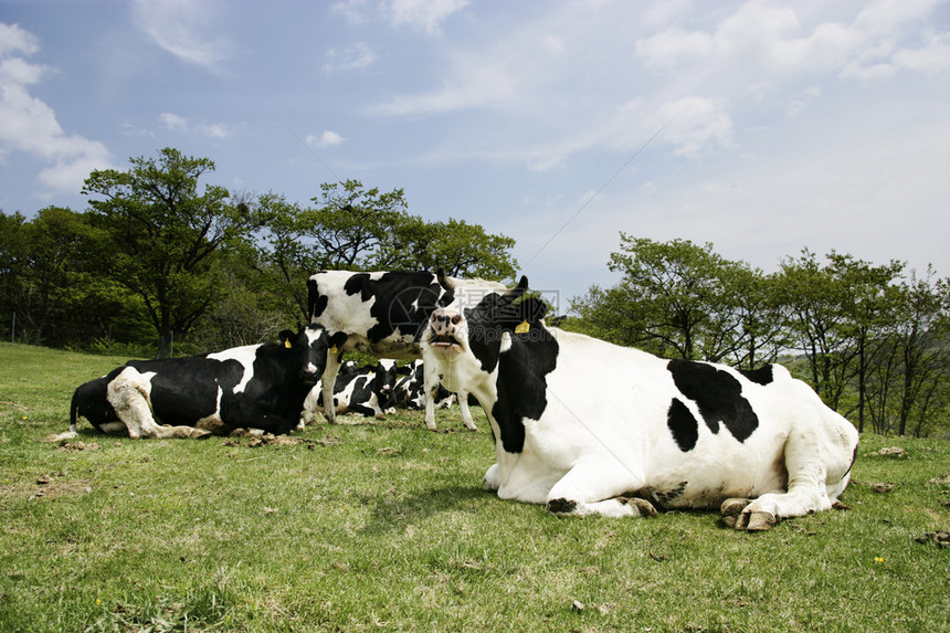 草地上的牛三养牧场图片