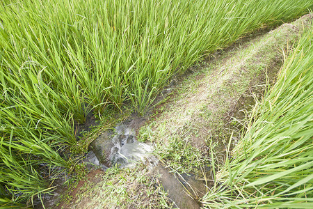 青穗稻田与灌溉水图片