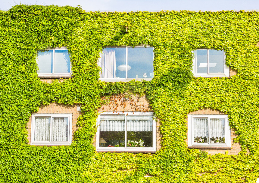 满墙植物的生态建筑图片