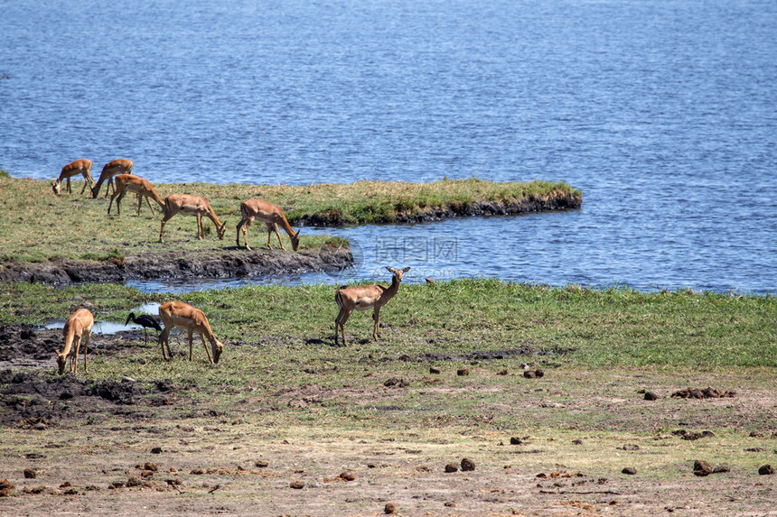 非洲博茨瓦纳乔贝公园Chobe图片
