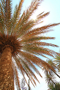 蓝天和棕榈树图片
