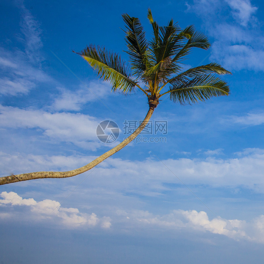 反对蓝天的椰子棕榈树图片