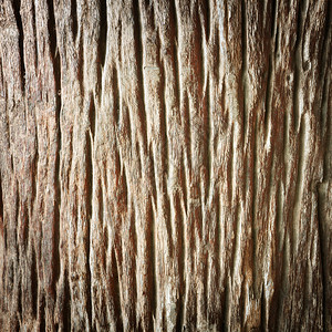 背景纹理树的老木头图片
