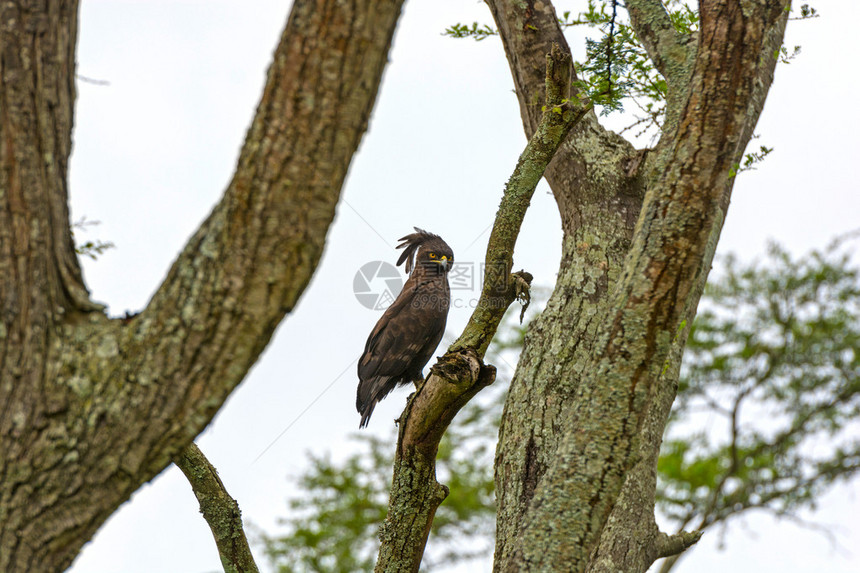 乌干达大草原上的长冠鹰图片