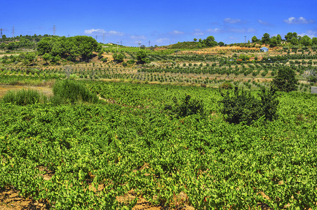 西班牙加泰罗尼亚的葡萄图片