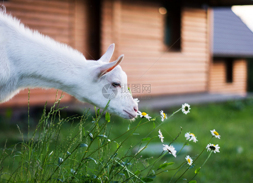 白山羊在夏天的花园图片