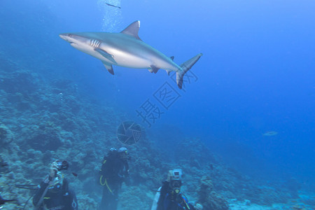鲨鱼准备攻击潜水员图片