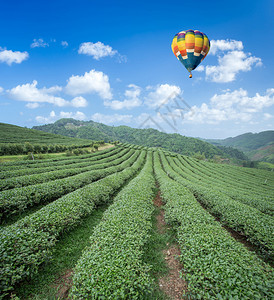 广东雁南飞茶田茶叶种植园上空的热气球背景