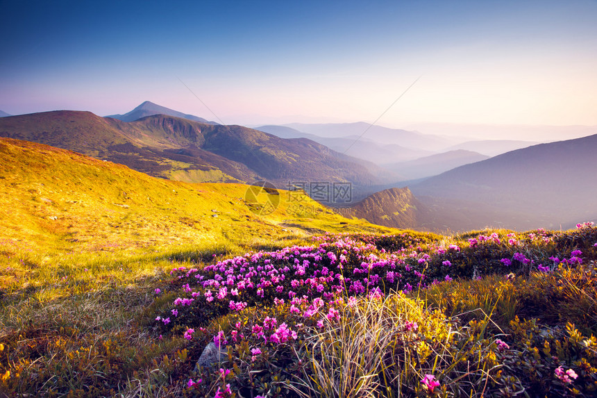 夏日山上的神奇粉红罗多登花喀尔巴阡图片
