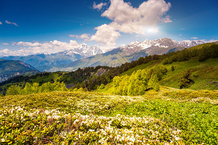 乌什巴山脚下高山草甸的美丽景色图片