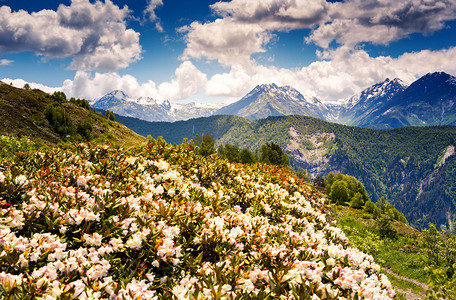 高山草原的美景和花朵图片