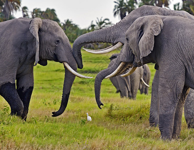 野生动物大象图片