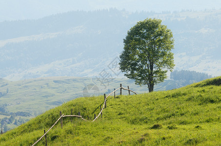 夏天风景与栅栏和山上的一棵孤树山村图片