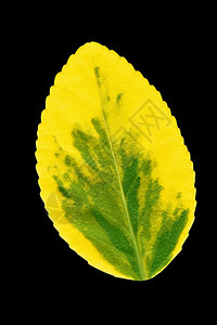 在黑色背景下被孤立的色彩多的秋天黄色绿自然长相乌鲁尼图片