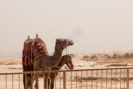 埃及开罗吉扎大金字塔等候游客的骆驼图片