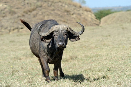非洲野生非洲水牛图片