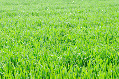 春天阳光下生动的绿色麦田背景图片