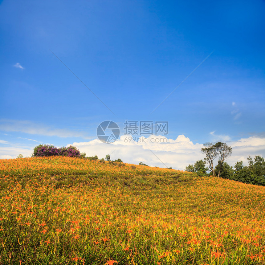 花莲节六十石山的黄花菜图片