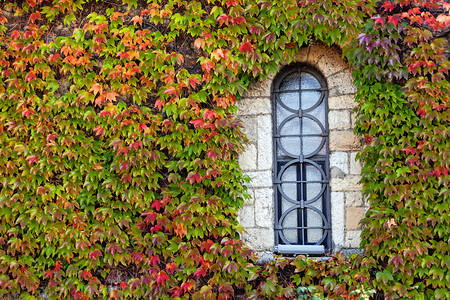 旧石墙上的窗户上面有橙色和绿色的叶子图片