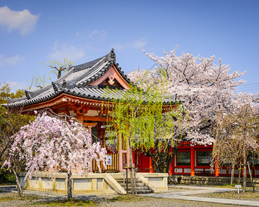 日本京都春季的三十间堂图片