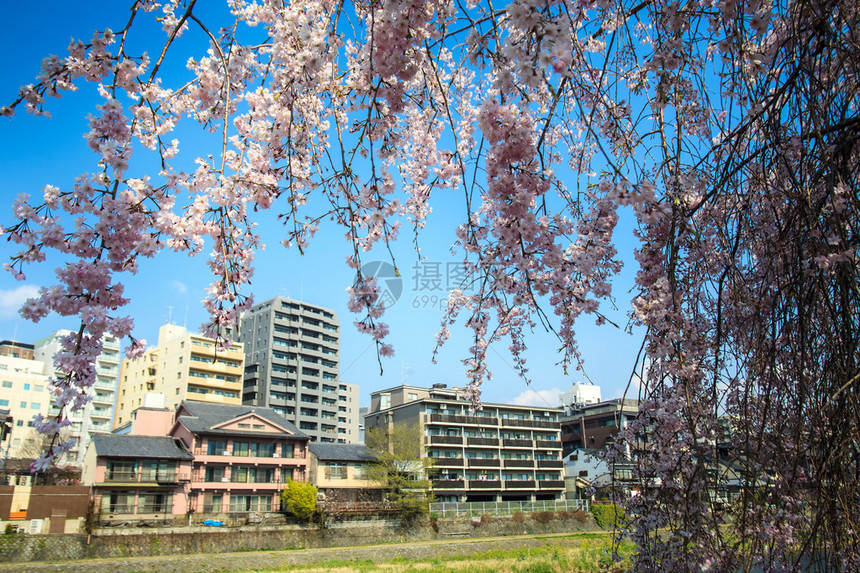 日本的Sakura图片